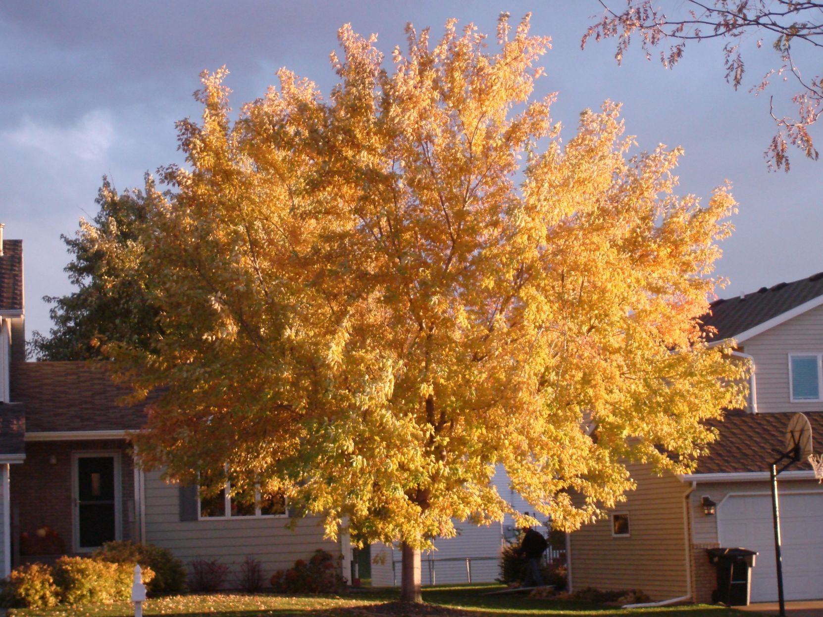 Autumn Colors